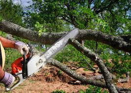 Best Storm Damage Tree Cleanup  in Caddo Mills, TX